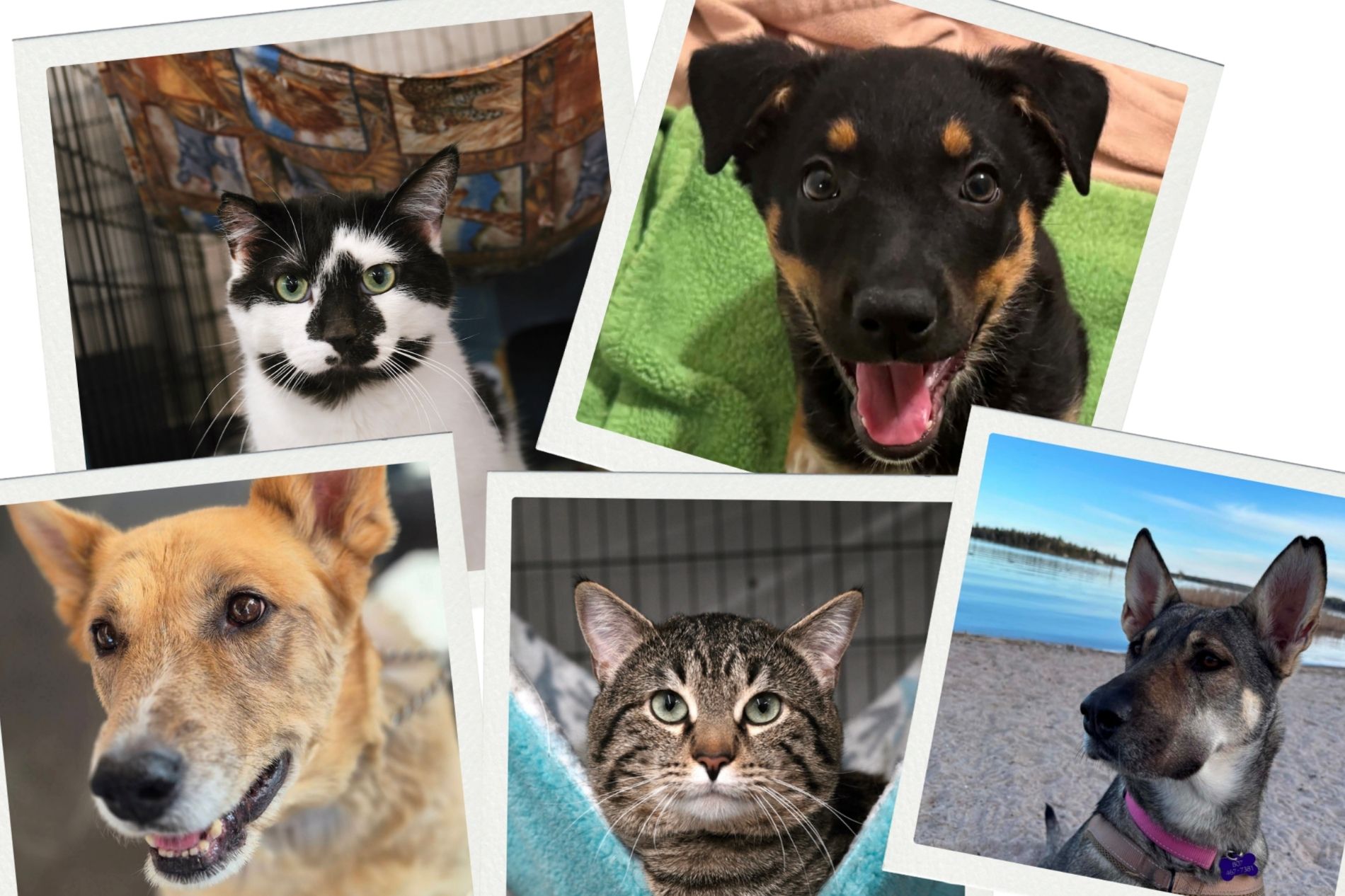 Adoptable pets